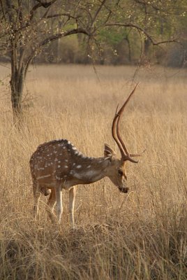 Male Spotted Deer