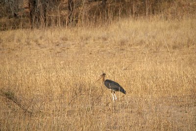 Greater Adjutant Stork