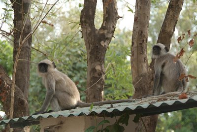 Monkeys on the Roof