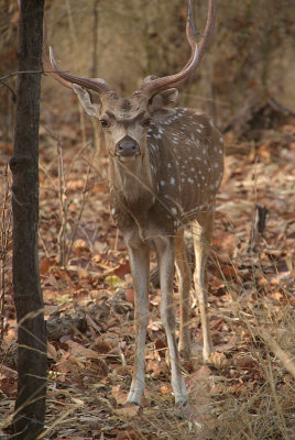 Spotted Deer - With Eyebrows