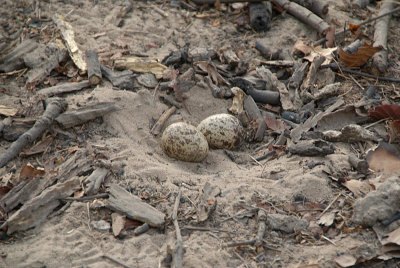 Stone Curlew Eggs