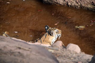 Tiger in the Water 01