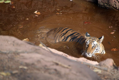 Tiger in the Water 02