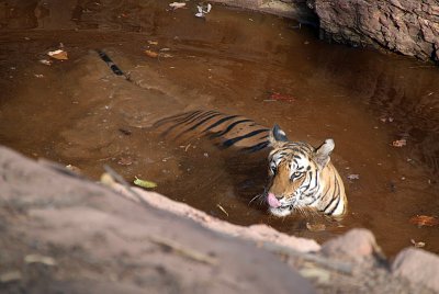 Tiger in the Water 03