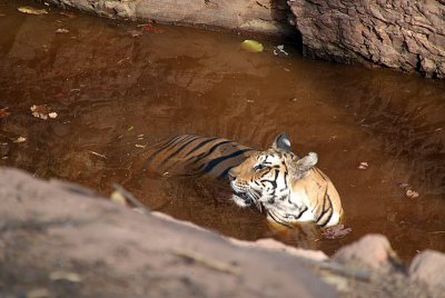 Tiger in the Water 04