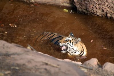 Tiger in the Water 05