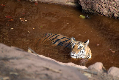 Tiger in the Water 06