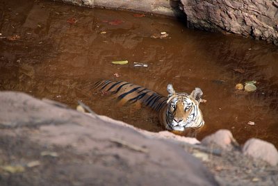 Tiger in the Water 08