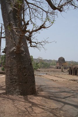 Baobab Tree