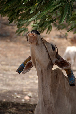 Cow Reaching for Leaves