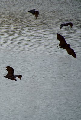 Fruit Bats Flying