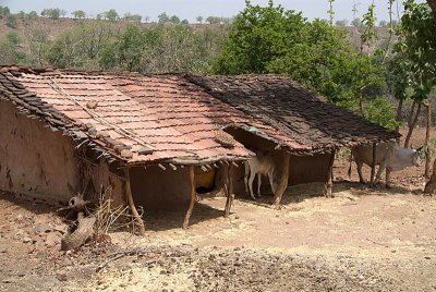 Mud Huts and Cows