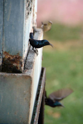 Purple Sunbirds Drinking from Air Cooler.