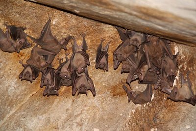 Surprised Bats