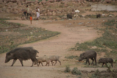 Pigs Crossing