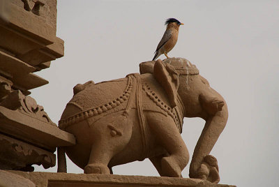 Brahminy Starling on Elephant