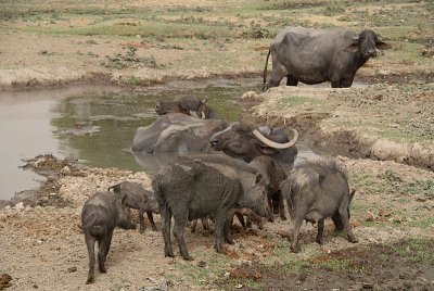 Hairy Pigs and Water Buffalo