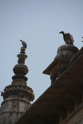 Indian Vultures on the Chhatris