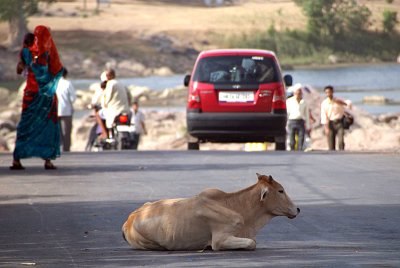 Cow in the Road Orchha