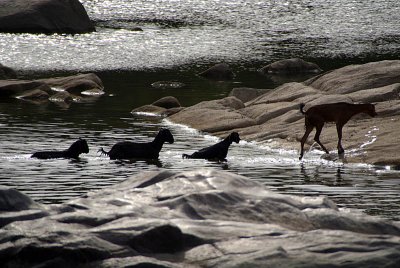 Goats Crossing Betwa River Orchha 01