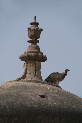 Indian Vultures on the Chhatris Orchha 02