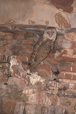 Barn Owl in Chhatris Orchha