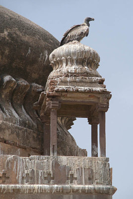 Indian Vultures on the Chhatris Orchha 03