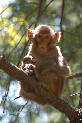 Monkey up a Tree Dharamsala 02