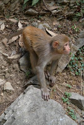 Baby Rhesus Monkey 02