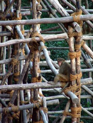 Sitting on the Scaffolding