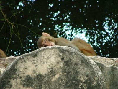 Sleeping Monkey