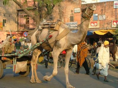 Camel Walk