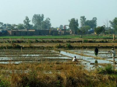 Paddy Fields