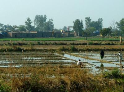 Paddy Fields