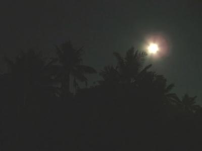 16/12/05 Palm Trees in the Moonlight