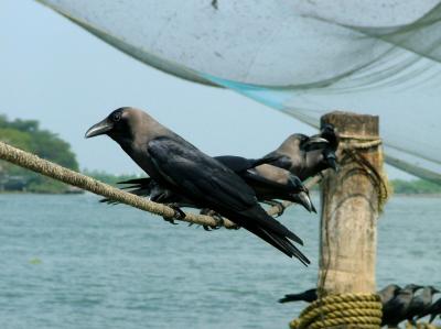 Crows in a Row