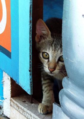 28/12/05 Peek-a-Boo
