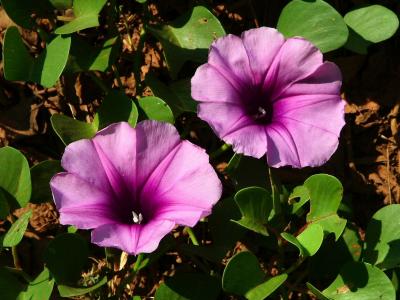 Purple Flowers