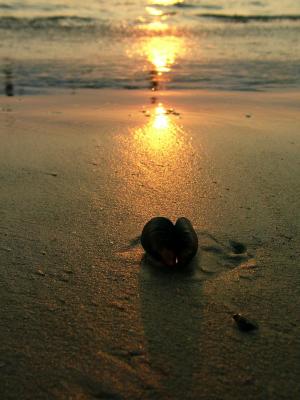 Sun, Sea, Sand, Shells, and Shadows