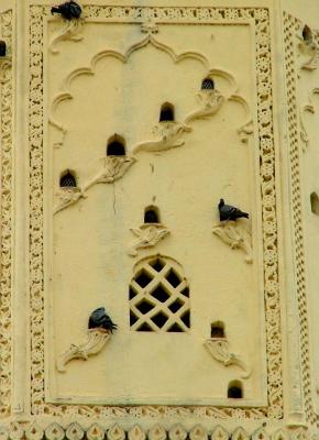 Mosque Pigeons
