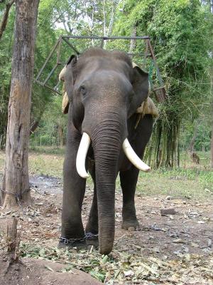 Elephant Rides