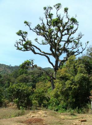 Tree and Moss