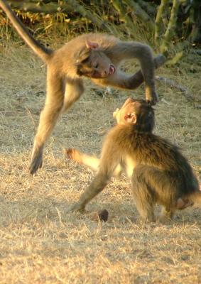 23/1/06 Monkey Play