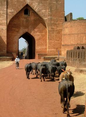 Cows in the Fort