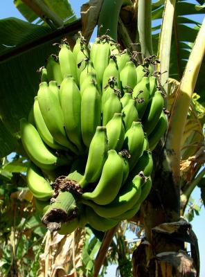 Buncha Bananas