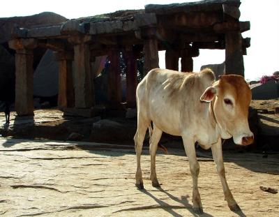 Cow in the Temple