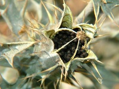 Seed Pod