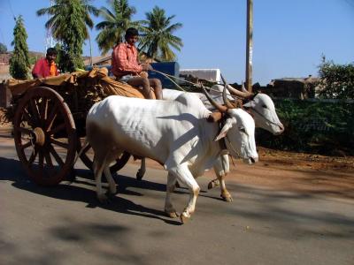 Oxen Cart
