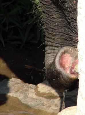 26/1/06 Drinking Elephant