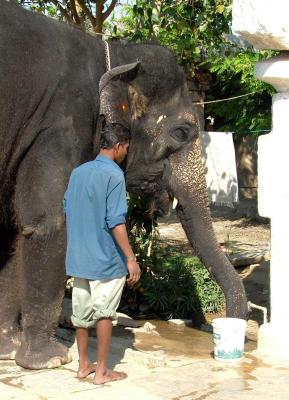 Laxmi the Elephant